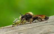 Robber Fly (Laphria flava)